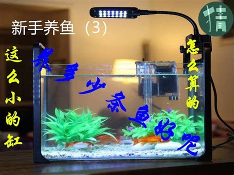 魚缸養幾隻魚比較好|小型魚缸適合養的十種魚